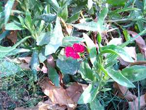 YU-Yuphoria-camera-sample